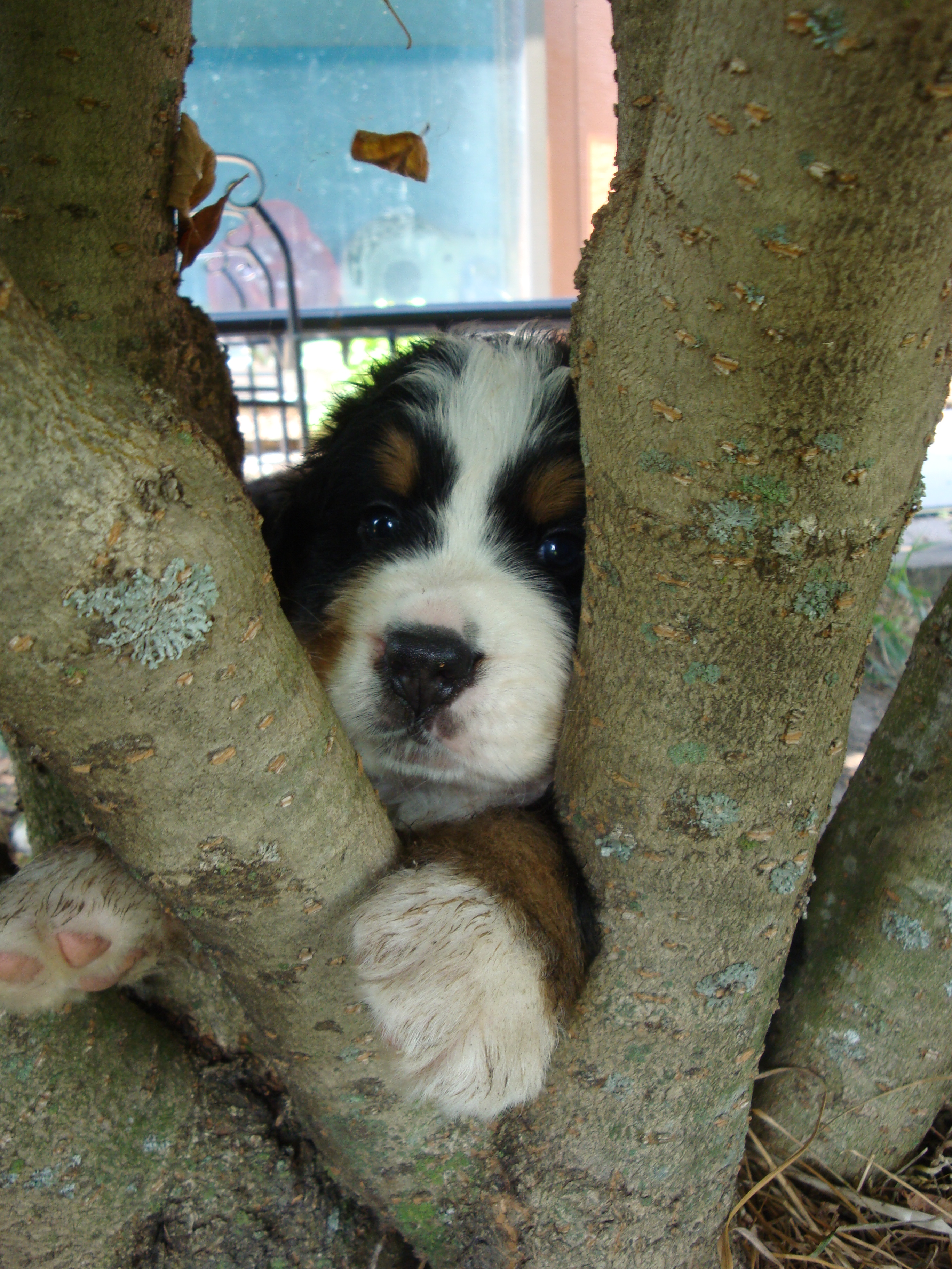 Arber in the tree Arber in the tree